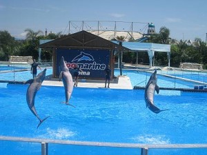 zoomarine-i-delfini