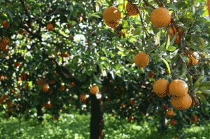arance-di-sicilia