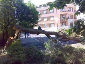 Il pino crollato in viale Mazzini
