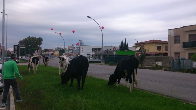 mucche al pascolo davanti a sport 85