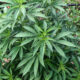 marijuana