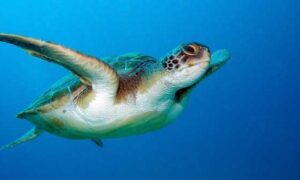 caretta caretta