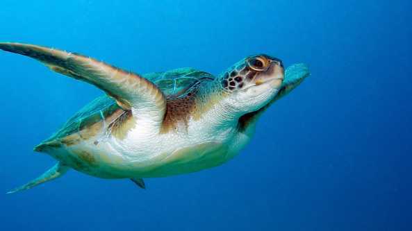 caretta caretta