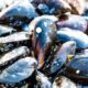 cozze